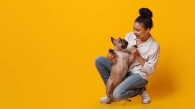 Genç bir kadın, stüdyoda sarı arka planda sevimli Fransız bulldog köpeğiyle oynuyor.