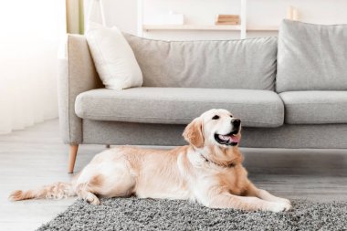 Evcil Hayvan Konsepti. Evdeki oturma odasındaki gri halıya serilmiş şirin bir köpeğin portresi. Golden Retriever kanepenin yanında, modern evin içinde, bedava fotokopi alanı