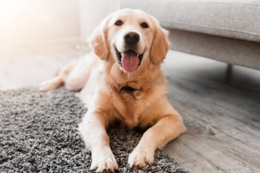 Evdeki oturma odasındaki gri halının üzerinde yatan mutlu sağlıklı köpeğin portresi. Tatlı Golden Retriever kanepenin yanında dinleniyor, bedava fotokopi alanı, güneş ışığı parlaması. Evcil Evcil Hayvan