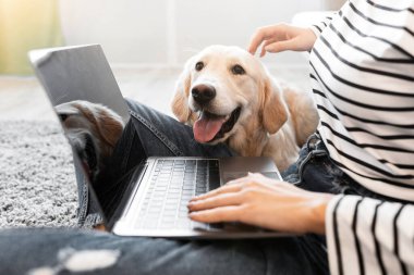 Tanımlanamayan bir kadının yerde oturmuş köpeğiyle birlikte dizüstü bilgisayar kullanırken Labrador 'u okşamasına yakın çekim. Evde çalışan ve evcil hayvanla oturma odasında vakit geçiren genç bir bayan.