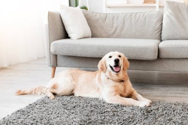 En İyi Arkadaş Mans. Evdeki oturma odasındaki yerde yatan sağlıklı evcil hayvan portresi. Kanepenin yanında dinlenen sevimli sakin köpek, bedava fotokopi alanı. Mutlu Köpek Konsepti.