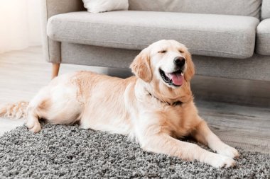 Modern iç mekandaki oturma odasındaki gri halının üzerinde duran sağlıklı Labrador 'un portresi. Golden retriever köpeği yatak odasındaki kanepenin yanında tek başına dinleniyor, bedava fotokopi alanı