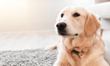 Mans En İyi Arkadaş Konsepti. Modern iç mekandaki oturma odasındaki gri halının üzerinde duran sağlıklı labrador portresi. Golden Retriever tek başına dinleniyor, bedava kopya alanı