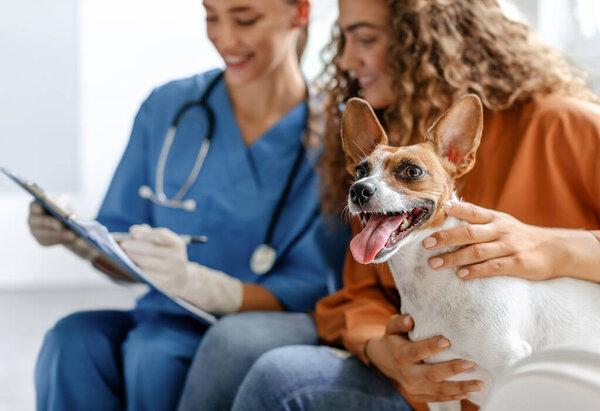 Female owner smiling with her happy Jack Russell Terrier at the vets office, while veterinarian writing on clipboard, capturing moment of care and trust between pet, owner, and doctor