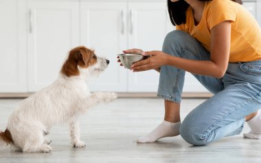 Hayvan besleme konsepti. Tüylü köpek Jack Russel Teriyer cinsi yemek için bekliyor. Sıradan kıyafetli tanınmayan Asyalı kadın evcil hayvanını besliyor. Mutfak içi, yan görüş, kopyalama alanı.
