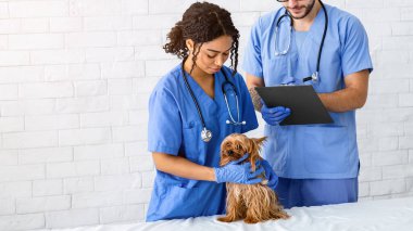 Hayvan kliniğinde şirin Yorkshire teriyeri olan veteriner doktor ve hemşire.