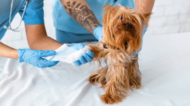 Tanınmayan veteriner doktorlar hayvan kliniğinde küçük köpeklerin patilerine bandaj yapıştırıyor.