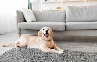 Mutlu ve sağlıklı evcil hayvan. Kameraya bakan sevimli, tüylü Golden Retriever köpeğinin portresi modern oturma odasındaki kanepenin yanındaki halının üzerinde uzanan sevimli labrador, seçici bir odak noktası.