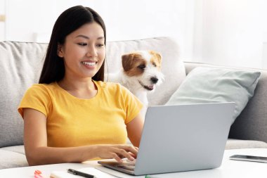 Evdeki oturma odasında rahat rahat oturan, modern laptop kullanan, notlar alan, evcil kabarık tüylü Jack Russel terrier 'i ile ödev yapan Asyalı genç kız öğrenci.