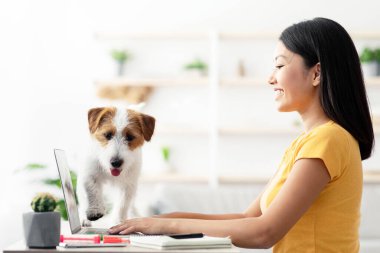 Oyuncu köpek, annesinin evden, yandan, kopyalama alanından çalışmasına yardım ediyor. Yumuşak Jack Russel Teriyer köpek yavrusu. Milenyum Asyalı kadın serbest yazar ellerle oynuyor. Laptop klavyesinde yazı yazıyor.