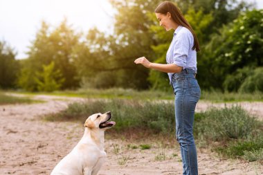 İtaat kavramı. Genç kız Golden Retriever 'ına oturmayı öğretiyor, kumsalda oynuyor, kopyalama alanı.