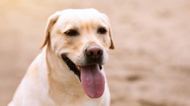 Hayvan Portresi. Labrador Retriever köpeğini kapatın. Kameraya, kopyalama alanına, bulanık arkaplana bakın.