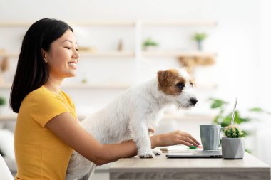 Kabarık tüylü Jack Russel terrier köpek yavrusu, sahibinin ilgisini arıyor, çalışma masasının yanından geçiyor, Asyalı bağımsız kadın müteahhit dizüstü bilgisayarda yazıyor, evden çalışıyor, uzayı kopyalıyor.