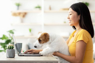 Evinden online olarak çalışan genç Çinli bir bayan bilgisayar klavyesine yazarken köpeğini okşayan, bilgisayarını kopyalayan, kenar görüşlü, modern laptop ve kırtasiyelerle aynı masada oturuyor.