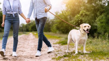 Labrador Retriever 'ın kumun üzerinde duran tasmalı güzel fotoğrafı. Arka planda tanınmayan bir çift.