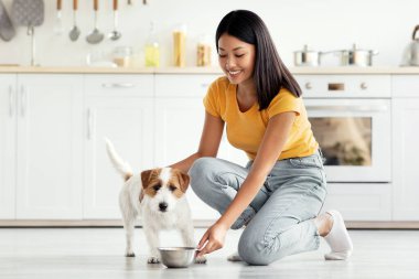 Güzel, genç Asyalı bir kadın günlük kıyafetiyle sevimli hayvanını besliyor, sağlıklı besleyici hayvan mamasıyla dolu bir kase veriyor, mutfak içi, tam boy fotoğraf, yan görüş, fotokopi alanı olan bir panorama.