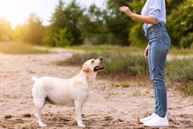 Eğitim Süreç Konsepti. Tanınmayan bir kadın itaatkar köpeğine emir veriyor.