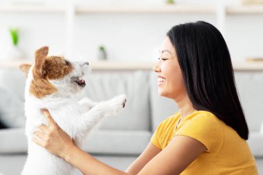 Rahat oturma odasında rahat bir yerde oturmuş, neşeli Jack Russel terrier köpeği, evcil hayvanı ve sahibinin evde birlikte vakit geçirmesi, fotokopi çekmesi,