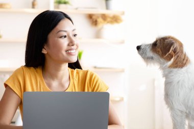 Neşeli, Asyalı, serbest çalışan genç bir kadın köpeğiyle konuşuyor. İnternette çalışırken iş yerinde dizüstü bilgisayar kullanıyor. Şirin köpek yavrusu, anneye işinde ve oturma odasında yardım ediyor.