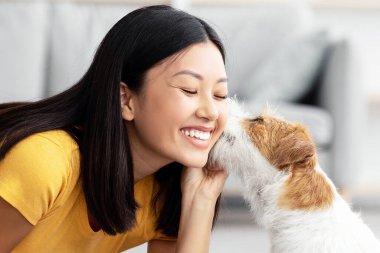 Yumuşak köpek Jack Russel terrier sahibi Asyalı genç kadını öpüyor, mutlu bin yıllık Koreli bayan evde otururken sevimli köpeğiyle oynuyor, rahat oturma odası içi, kopyalama alanı