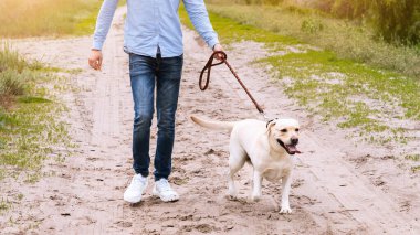 Sağlıklı Yaşam Tarzı Konsepti. Heyecanlı adam ve onun Golden retriever 'ı kırsalda yürüyor, köpek tasmalı, kopyalama alanı