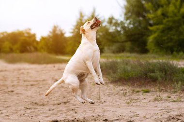 Dışarıda oynamak ve antrenman yapmak. Tatlı komik Labrador Retriever köpeği ağzı açık atlıyor, kopyalama alanı, bulanık arkaplan