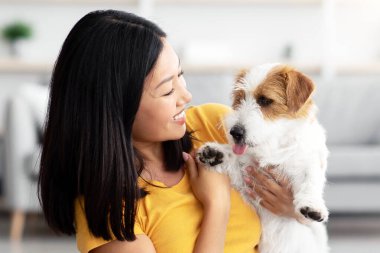 Çekici Asyalı genç kadının evde köpeğiyle sarmaş dolaş fotoğrafı, neşeli bayan evcil hayvan sahibi tatlı kırmızı ve beyaz Jack Russell terrier köpeğiyle eğleniyor, kopyalama alanı.