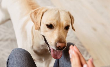 Heyecanlı Labrador Retriever 'ın modern apartman sahibi ile oynadığı yakın plan portresi, bulanık arka plan, telif alanı