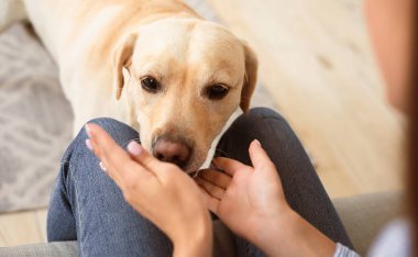 Hayvan Bakımı ve Aşk Konsepti. Labrador Retriever 'ın yakın plan portresi modern dairede sahibiyle oynamaya hazır bulanık arka plan, oturma odasında kadın eli koklayan evcil hayvan.