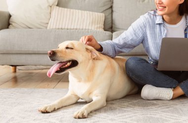 Yurtiçi yaşam tarzı. Mutlu kız kucağında bilgisayarı tutarak yerde oturuyor, tatmin olmuş köpeğini kaşıyor, kopyalama alanını.