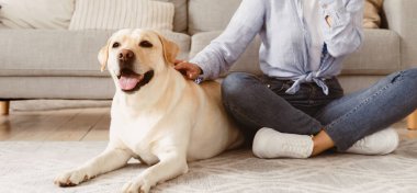 Aşk ve Arkadaşlık Konsepti. Şirin evcil köpek sahiplerinin keyfini çıkarıyor. Elleri çenesini kaşıyor, köpek yavrusu yerde yatıyor.