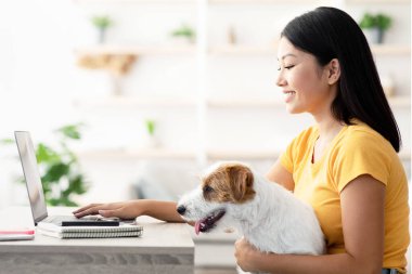 Evden çalışan meşgul genç Asyalı kadın, oturma odasında çalışıyor, dizüstü bilgisayarında klavye yazıyor, kabarık köpeğini okşuyor ve gülümsüyor, yan görüş, kopyalama alanı.