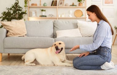 Evde eğitim. Golden Retriever komutunu öğreten bayanın oturma odasında yerde otururken pençe atmasını. Evcil hayvan evde halının üzerinde yatıyor. Yavru köpekle arkadaşlık