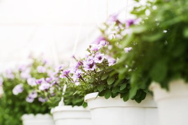 Seradaki bahçeler için bitki yetiştiriyorum. Gün ışığında beyaz tencerelerde mor campanüller, seçici odak, boş alan