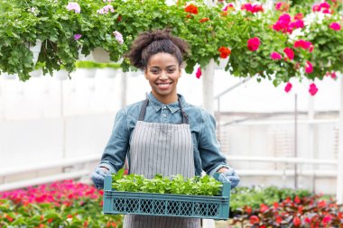 Bahar ve fidanlar. Gülümseyen Afro-Amerikan önlüklü kız, seranın iç kısımlarında çiçekli bir kutu taşıyor.