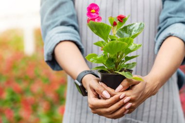 Sera ve iş. Önlüklü Afrikalı Amerikalı kız elinde portakallı saksı, yakın çekim, kırpılmış, boş alan
