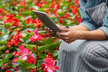 Sera işi ve akıllı aletler. Önlüklü Afrikalı Amerikalı kız kırmızı çiçek fidanlığında dijital tablet üzerinde çalışıyor, yan görüş, kapat, panorama