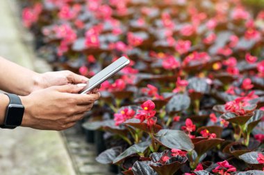 Çiçekçilik ve serada bitki yetiştirme. Elinde akıllı telefon tutan Afrikalı Amerikalı kızın elleri ve saksıdaki güzel çiçeklerin fotoğraflarını çekiyor.