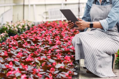 Modern meslek sahibi çiftçi ve bahçıvan. Önlüklü Afrikalı Amerikalı kız modern akıllı serada çiçeklerin fotoğrafını çekiyor, kırpılmış, panorama