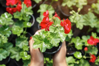 Güzel doğa ve sera. Akıllı saati olan Afro-Amerikan bir kızın elleri. Bahçede büyümek için saksıda kırmızı çiçek tutuyor.