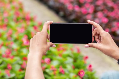 Çiçek açan bahçe ve modern aletler. Afrikalı Amerikalı kız elinde boş ekranlı akıllı telefonu tutuyor ve seradaki çiçek tarlalarının fotoğrafını çekiyor.