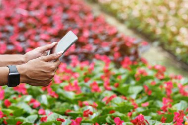 Dijital teknoloji ve sera ve portakal üzerine çalışma. Akıllı saati olan Afrikalı Amerikalı bir kız kırmızı çiçek tarlasında tablet tutuyor.