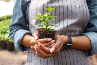 Afro-Amerikan bahçıvanın elindeki esrar içindeki genç bitki. Yeşil bitkiler ve güneş ışığı arka planında serada bir kız.