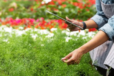 Serada modern kontrol. Afro-Amerikan kız elinde tablet çeklerle tarlada yaprak kesiyor.