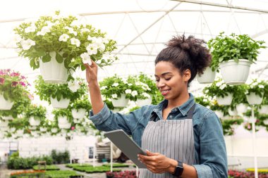 Çiftlikte çiçek hasadı. Önlüklü, gülümseyen Afrikalı Amerikalı kadın çiçek açan bitkileri kontrol ediyor ve seranın içindeki tablete bakıyor.