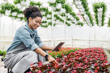 Modern bitki bakımı, akıllı teknoloji ve çiçek açan portakallar. Gülümseyen Afrikalı Amerikalı kız dijital tablet ve çiçeklerle serada çalışıyor.