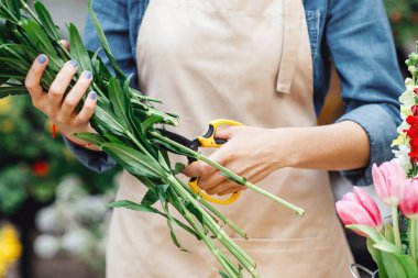 Çiçek stüdyosundaki buketlerin tasarımcısı, çiçekçi ve satıcı. Önlüklü genç bayan, elinde makasla tezgahında laleler olan taze bitkiler kesiyor.