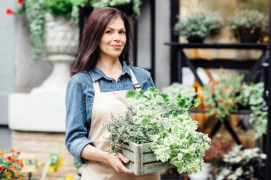 Pozitif duygular, başarılı küçük işletmeler ve açık hava çiçekçisinin sahibi. Önlüklü mutlu genç bayan stüdyo arka planında bitkiler olan bir kutu tutuyor, farklı çiçekler, kopyalama alanı.