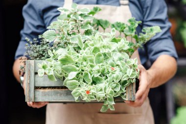 Covid-19, internetten buket sipariş et ve çiçekçide çiçekçi işi yap. Önlüklü genç beyaz adam üzerinde yeşil bitkiler olan ahşap kutu taşıyor. Ya da eko kafenin arka planında, kesilmiş, kopyalama alanı bulanık.