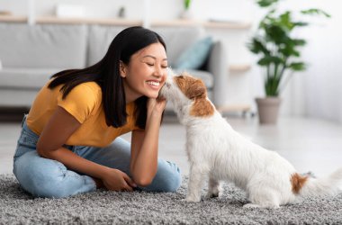 Yumuşak köpek Jack Russel terrier sahibi Asyalı genç kadını öpüyor, mutlu bin yıllık Koreli bayan evde otururken sevimli köpeğiyle oynuyor, rahat oturma odası içi, kopyalama alanı